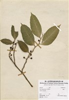 藏品(白肉榕)的圖片